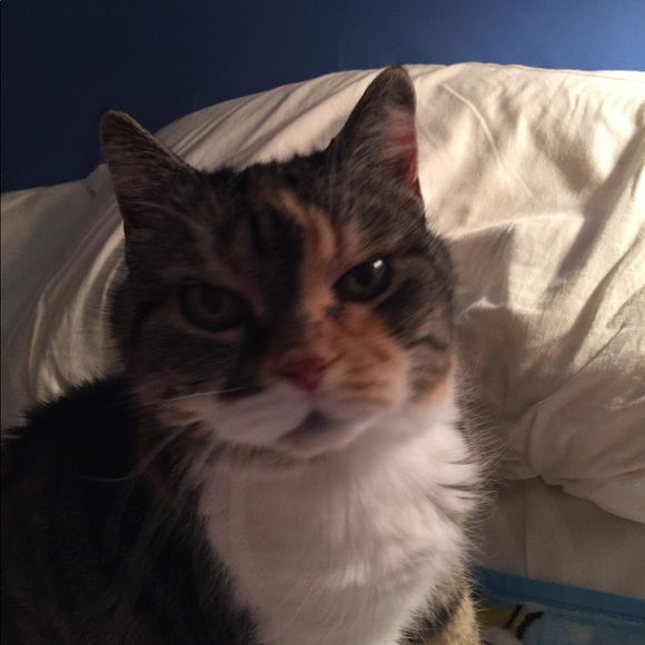 Big Mama Kitty!! 🐾🐾🐱😻🐾🐾Rescue Kitty !! - Picture 8 of 12